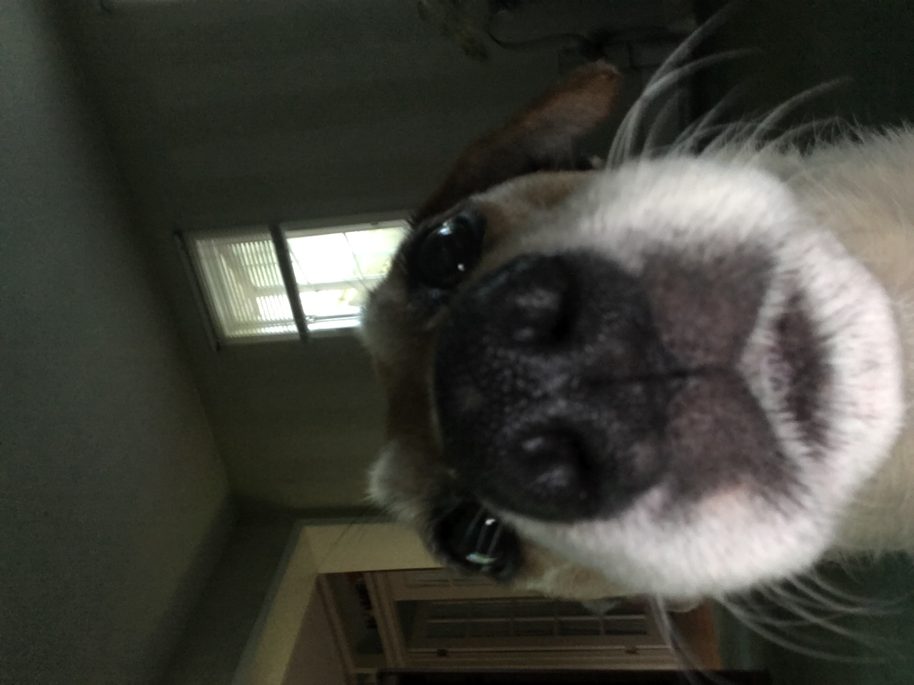 Facebook Buddy