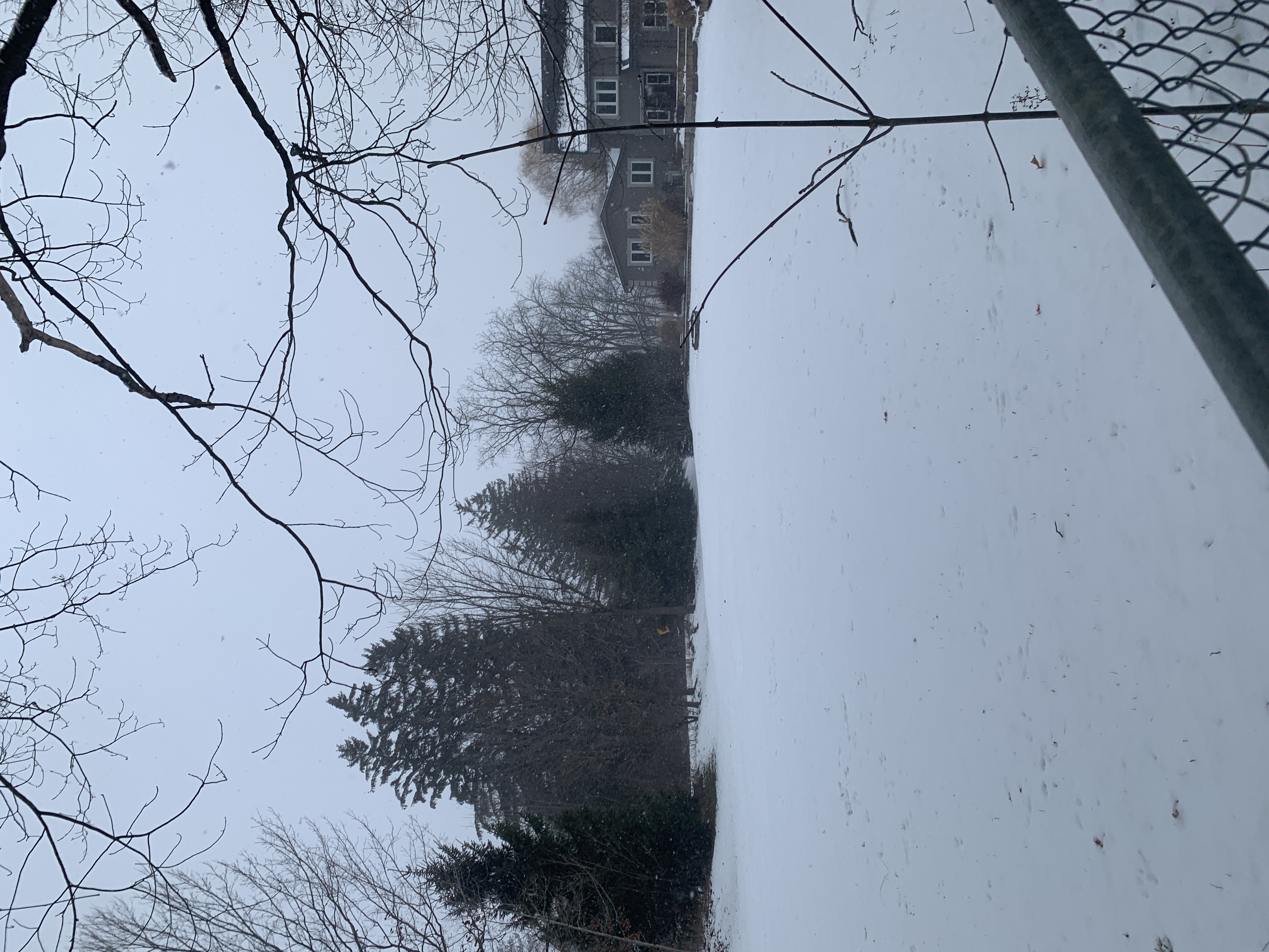sowny_tree